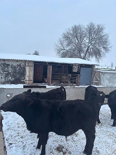 Коровы, быки: Продаю | Бык (самец) | На откорм — 10