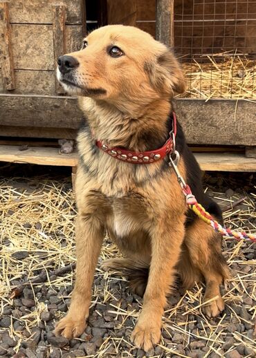 Отдам даром собаку: Собака даром: Дворняжка, 1 год, Самка, С прививкой — 11
