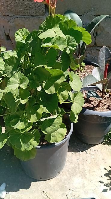 гул апа: Satış: qızılgül və sardunya (zonal pelargonium) saksı bitkiləri - — 5