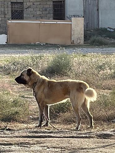 i̇t pudel: Qurdbasar, 2 il, Erkək, Peyvəndli, Rayonlara çatdırılma — 4
