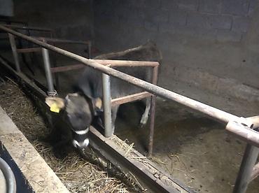 Коровы, быки: Продаю | Бык (самец) | Привязанные — 7