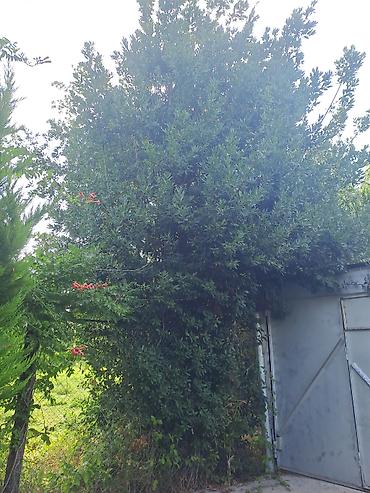 dəniz məhsulları satışı: 🌲 6 METRLİK LİMON YOLKASI – 2 ƏDƏD | HÜNDÜR, BUDANMAMIŞ, TƏBİİ FORMADA — 8
