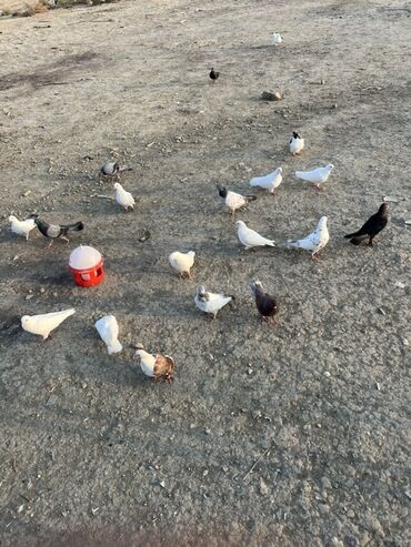 Göyərçinlər: Göyərçinlər zabratdadı hamsı uçan quşlardı isdəyən olsa gəlsin həyətdə — 4