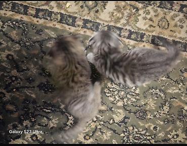 манчкин котята купить: Шотландские вислоухие котята (Scottish Fold) - Окрас: серебристый — 3