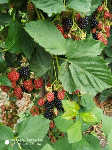 Фрукты и ягоды: ЕЖЕМАЛИНА!!! Продаются саженцы ежемалины. Сорт "Торнфри "( Tornfree) — 7