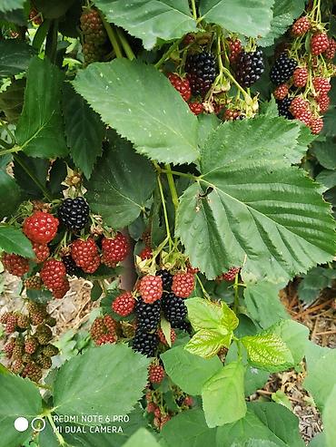 Ежевика: Продаются саженцы ежемалины. Сорт " Торнфри"(Tornfree), без шипов — 6