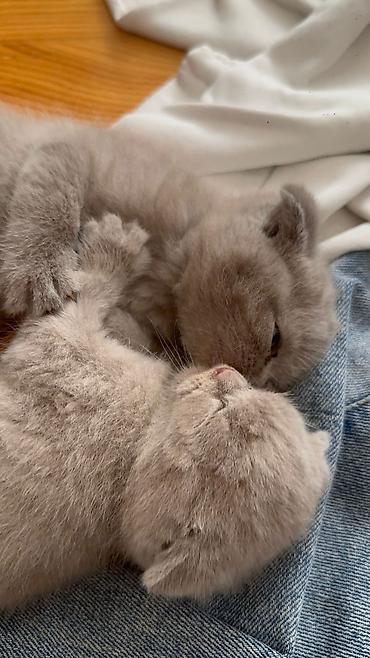 Pişiklər: Şotland — 11