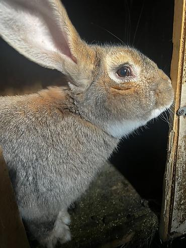 Кролики: Продаю | Крольчиха (самка), Кролик самец, Крольчата | Для разведения — 22