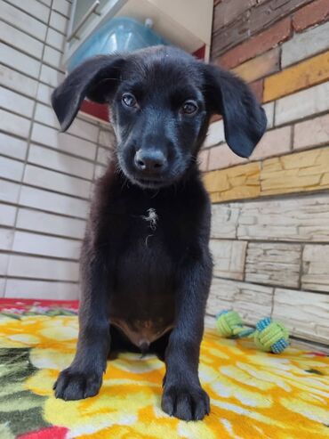 Продажа собак: Мальчик ищет дом. Привезём сами. Дважды привит — 4