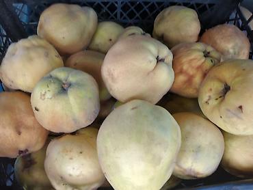 testere na baterije: Domaće dunje – aromatične, krupne plodove idealne za: - slatko — 1