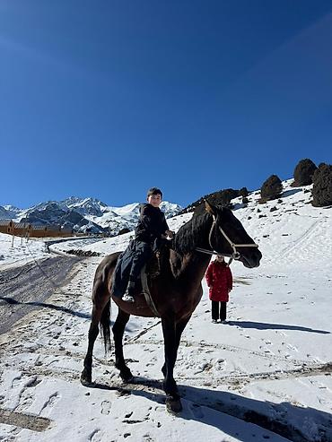 Лошади, кони: Продаю | Конь (самец) | Конный спорт — 1