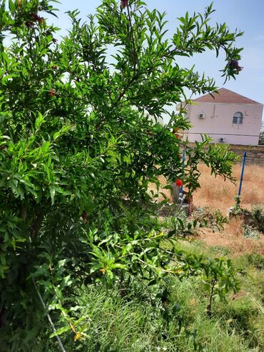 Torpaq sahələrinin satışı: 6 sot, Tikinti -da lalafo.az — 3 Torpaq sahələrinin satışı: 6 sot, Tikinti — 3