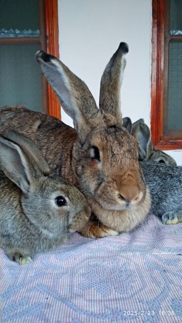 Dovşanlar: Flandr cinsli dovşanlar satılır. 2-3-4 aylıqlardı. Təmiz qandı. Ətlik -da lalafo.az — 15 Dovşanlar: Flandr cinsli dovşanlar satılır. 2-3-4 aylıqlardı. Təmiz qandı. Ətlik — 15