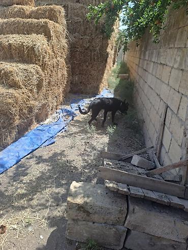 akvarium ve baliqlar: Dik qulaq malış Köhne dik qulaqlardandı təmiz 11 aylıǧdı saxliya — 2