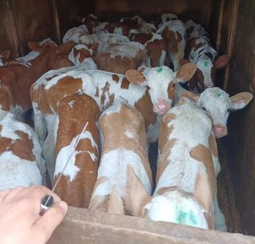 Dana, buzov: Dana, buzov, Dişi, Simental, ay: 1, Damazlıq, Ətlik, Rayonlara çatdırılma, Pulsuz çatdırılma, Ödənişli çatdırılma — 22