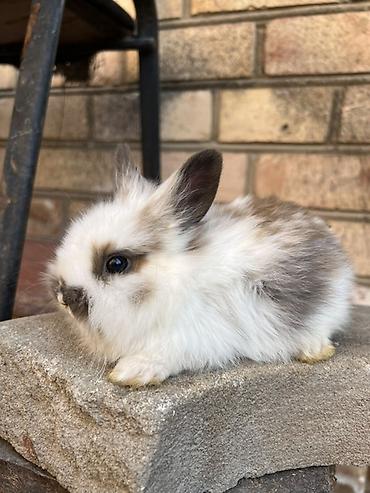 Декоративные кролики: Декоративные кролики (длинношёрстные, тип львиноголовый/карликовый) — 5