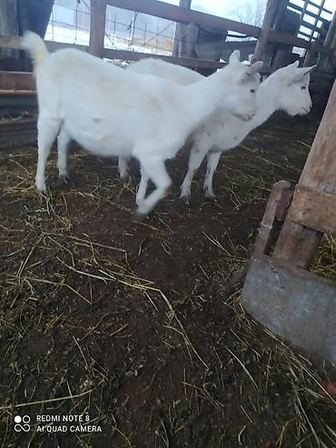 Keçilər, çəpişlər: Sistemləri Saanen keçiləri temiz saf qan keçiləri.iki dişi bir teke — 5