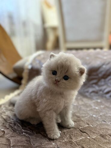 Pişiklər: Şotland, Erkək, Dişi, Yaxşı əllərə, Ünvandan götürmə, Pulsuz çatdırılma, Ödənişli çatdırılma — 15