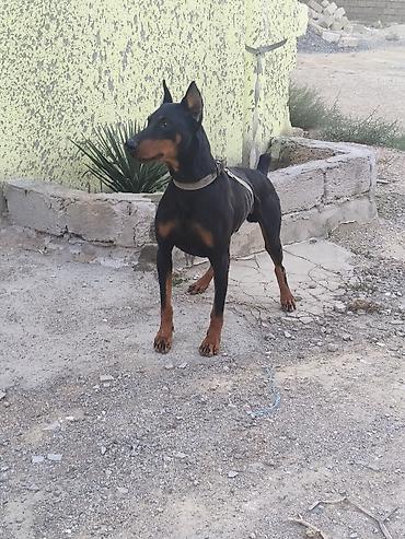 seksi it: Doberman — 3