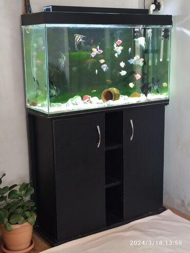 аквариум без рыб: Salam Akvarium heveskarlari . Pul lazim oldugu ucun satiram 150 litr