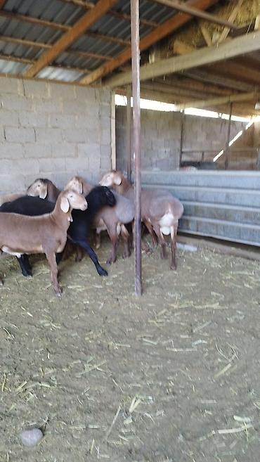 Продам с/х животных: Продаю | Баран (самец) | Арашан | Для разведения — 5