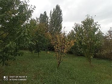 cilədağı bitkisi qiymeti: Meyvə bağı – müxtəlif növ ağaclarla əkilmiş torpaq sahəsi Təsvir: - — 8