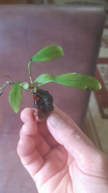 filter akvarium: Boş, 10 l, Ünvandan götürmə