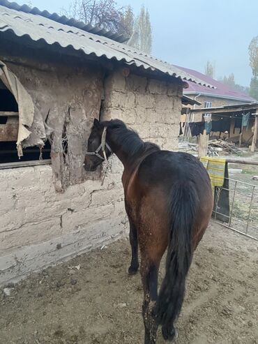 оборудование для корма: Сатам | Бээ (ургаачы), Тай | Союуга