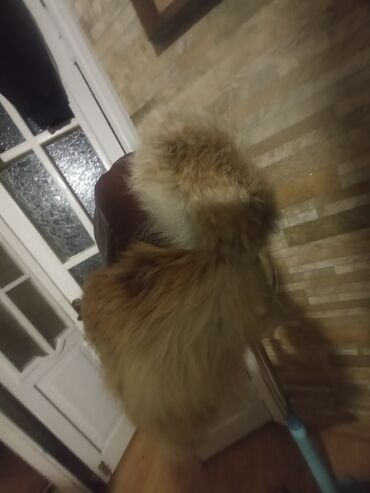 Шапки: Шапка, Ушанка, Натуральная кожа, Зима, С помпоном — 11