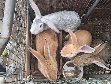 ак коён: Сатам | Ургаачы коен, Эркек коён, Коёндун бөжөктөрү — 2