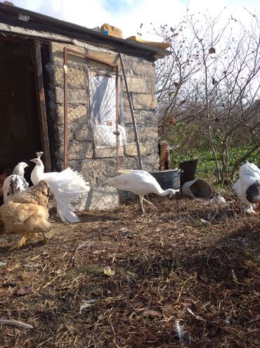 Tovuz quşları: Salam aleykum. Satışda bir cüt ağ tovuzquşu var. 6 ayliqdirlar. cütü — 10