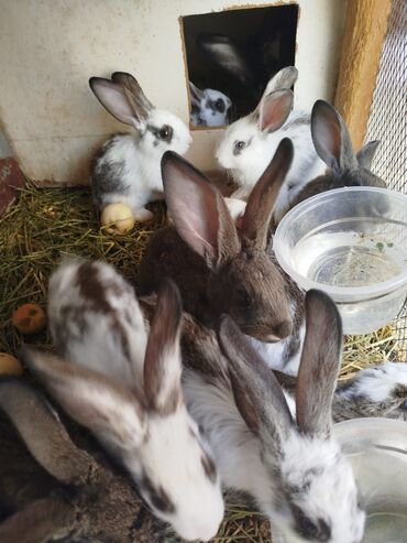 кролики виликан: Крольчата 1,5 мес 12 штук и 3 -3,5мес. Ивановка Мама бабочка