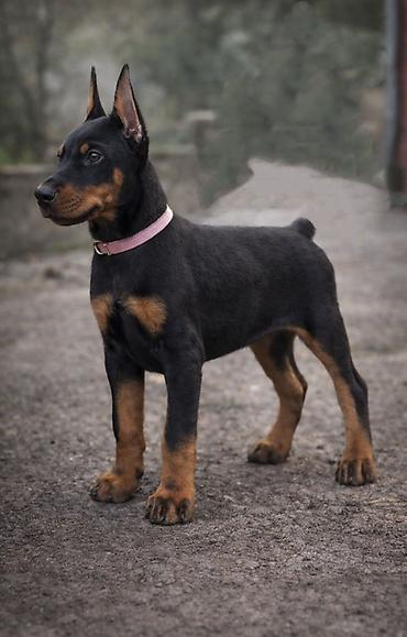 İtlər: Doberman, Dişi, Peyvəndli — 2