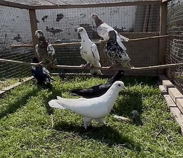 Göyərçinlər: Goyercinler satilir — 9