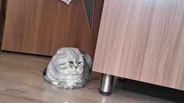 где можно купить шотландского вислоухого котенка: Скотиш Фолд (Шотландская вислоухая), 3 года, Мальчик, Приучена к лотку, Проглистована