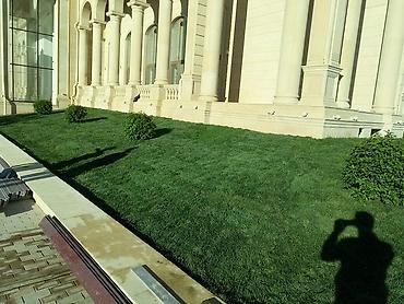 Toxumlar: Qazon yüksək keyfiyyət münasib qiymətə enni yarpaq danimarka toxumu — 3