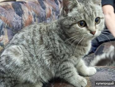 куплю сиамского котенка: Возьму даром котенка девочку такую как на фото! Пишите на ватсап