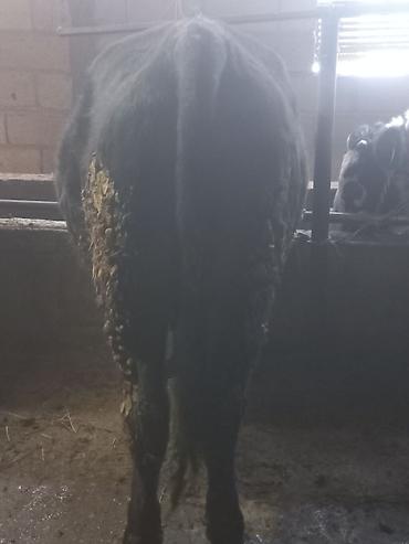 Коровы, быки: Продаю | Бык (самец) | На откорм | Привязанные — 5