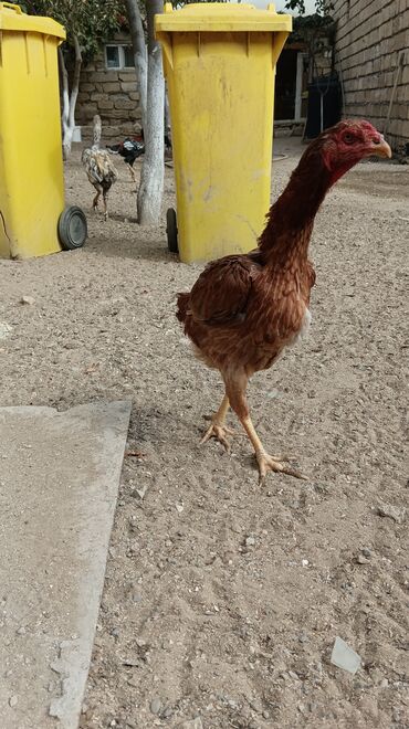 Digər quşlar: 4 dene heyratı toyuq biri 20 manat Maşallah hamsı saglamdır catırılma