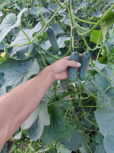 Теплицы: Ищу инвестора для масштабирования тепличного хозяйства и развития — 11