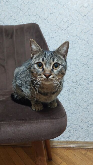 шотландский кот: Отдам кота. 10 месяцев, мальчик, кастрированный