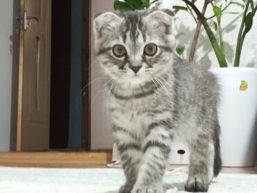 комару кот порода: Скотиш Фолд (Шотландская вислоухая), 3 месяца, Мальчик, Серый, Приучена к лотку, Проглистована