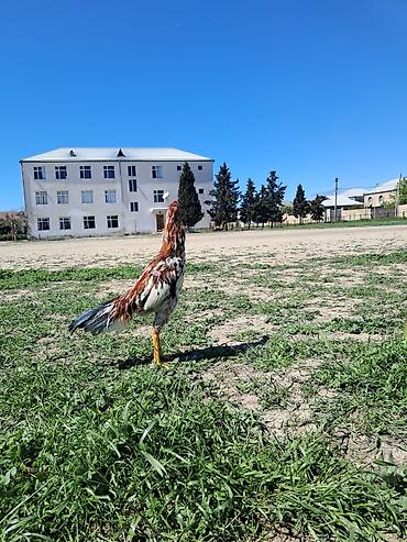 Xoruzlar: Sahibləndirilir — 6