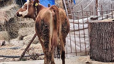 Inəklər, öküzlər: Dişi, Simental, il: 3, 450 kq — 2