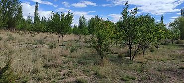 Продажа сельхоз предприятий: Продается плодоносящий сад, 4 га, рядом с городом Балыкчы, рядом — 11