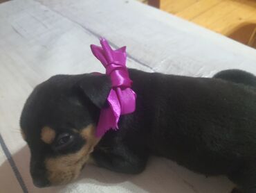 mini itler: Doberman, 1 ay, Dişi, Ünvandan götürmə, Ödənişli çatdırılma