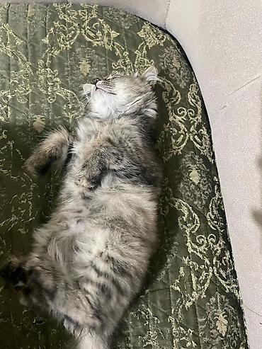 кошка бесплатный: Кошка даром: Беспородная, 3 месяца, Девочка — 1