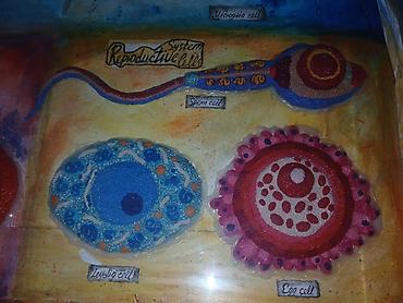 модульный переносной: Набор настенных учебных таблиц “Types of Cells” (англ. язык) — серия — 4