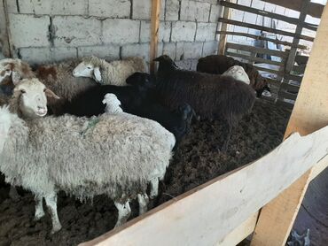 Бараны, овцы: Продаю | Овца (самка), Ягненок | Для разведения | Матка, Ягнившаяся
