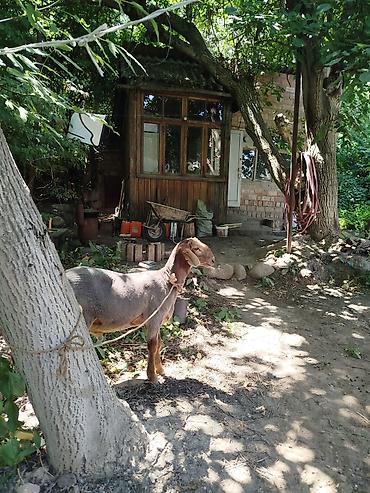 Выездные банкеты: Резат баран 999сом at lalafo.kg — 9 Выездные банкеты: Резат баран 999сом — 9